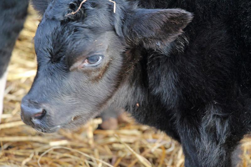 Baby Bull Calf Born 12-13-2016