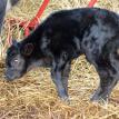 Baby Bull Calf Born 12-13-2016